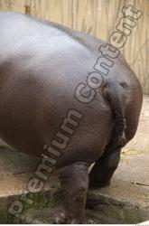 Tail Hippopotamus